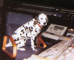 AnyLou_StudioLou_Dog.jpg